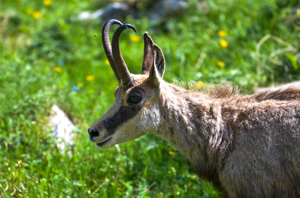 proprietà di Fabiana De Santis