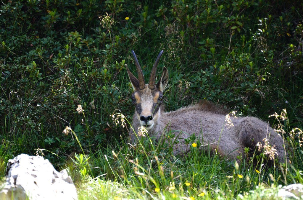 proprietà di Fabiana De Santis