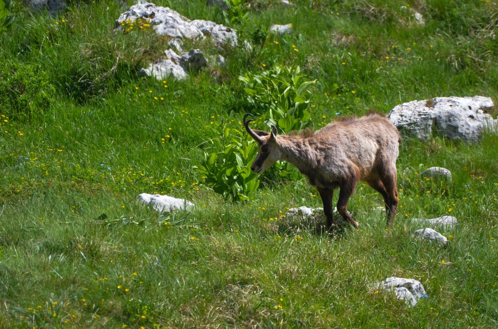 proprietà di Fabiana De Santis