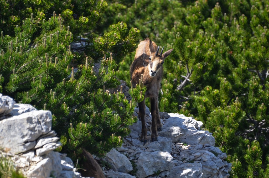 proprietà di Fabiana De Santis