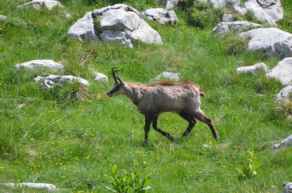 proprietà di Fabiana De Santis